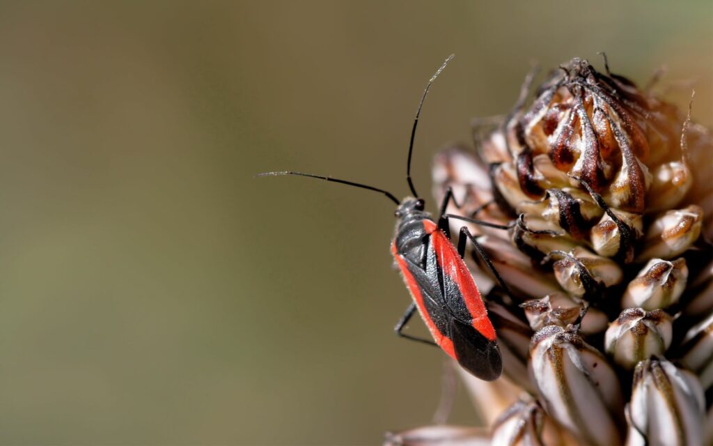 Vibrant Red & Black Insect Close-Up Wallpaper Against Nature