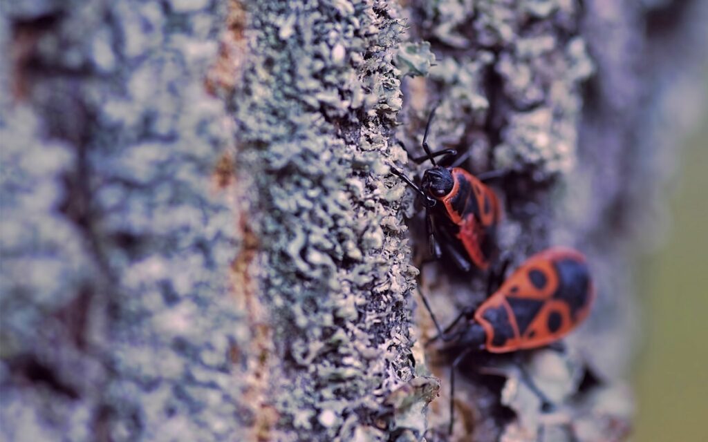 Vibrant Red & Black Insects on Mossy Tree Bark Wallpaper Background