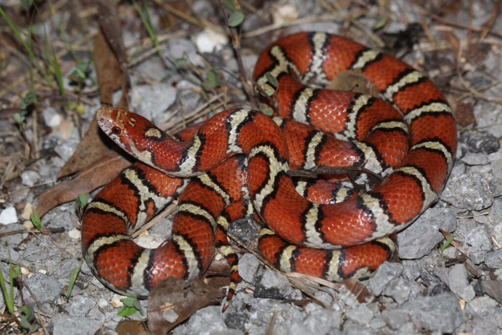 Vibrant Milk Snake Wallpaper: Red, Black & White on Rocky Ground