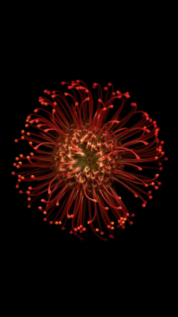 Blooming Beauty: Vibrant Red Flower in iPhone 6s Default Background Wallpaper