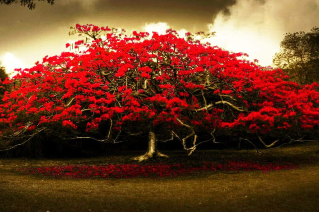 Vibrant Red Blossom Tree Desktop Wallpaper - Enchanting Background