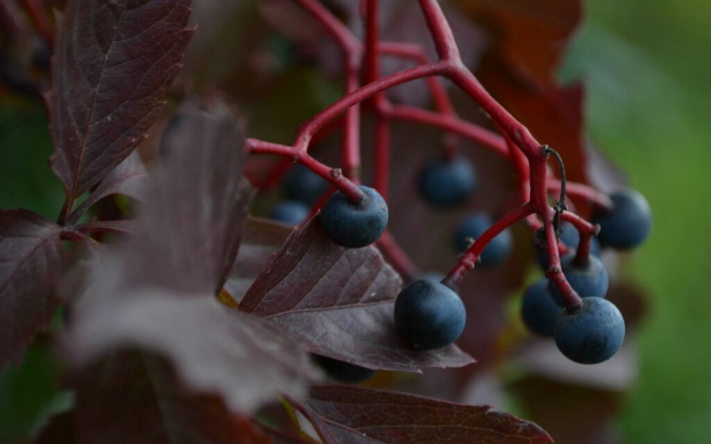Dark Grapes on Red Branches: Earthy Wallpaper Background