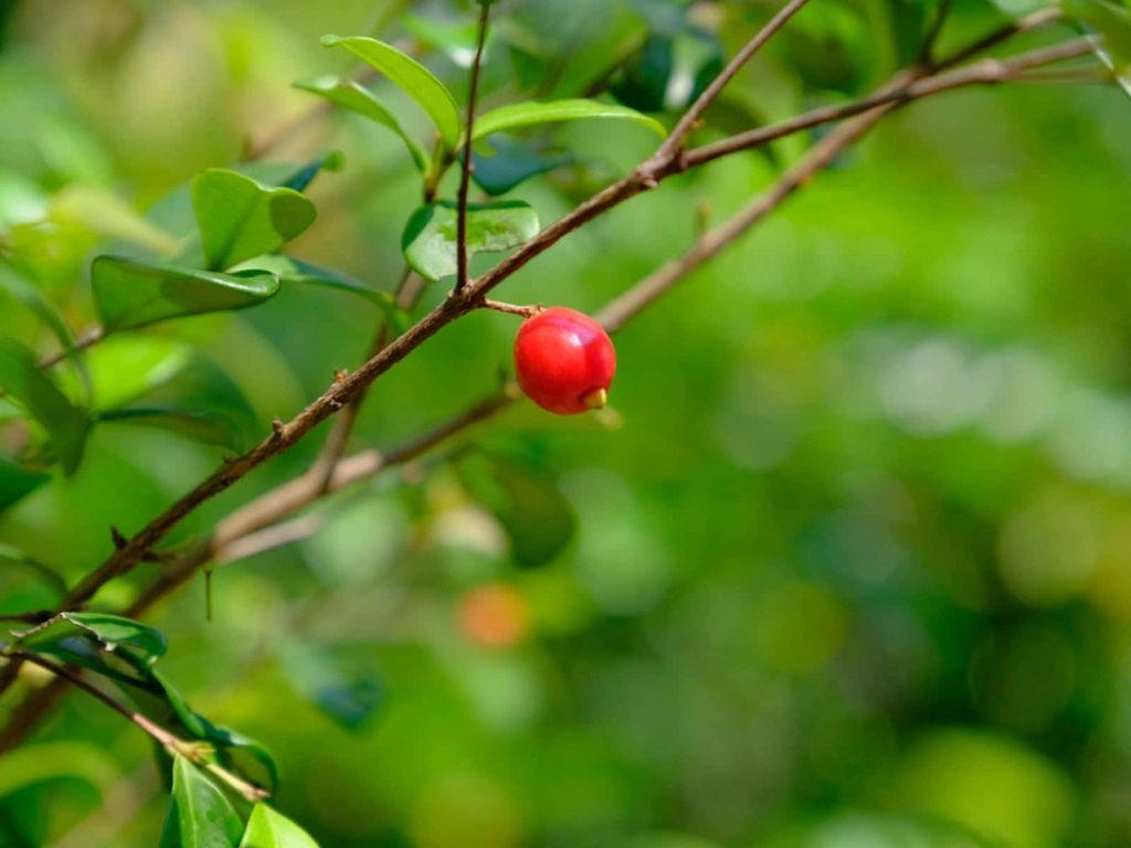 Macro shot of a vibrant red Brush Cherry on a slender branch with blurred green background Wallpaper