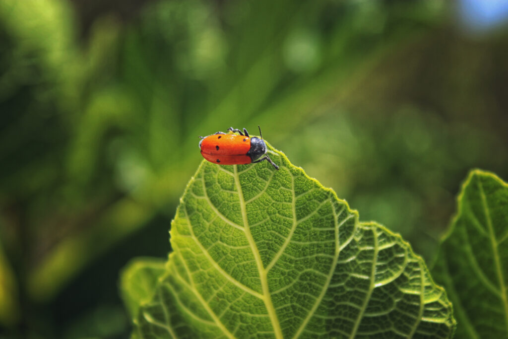Vibrant Red Bug on Green Leaf - Beautiful Macro Wallpaper Background