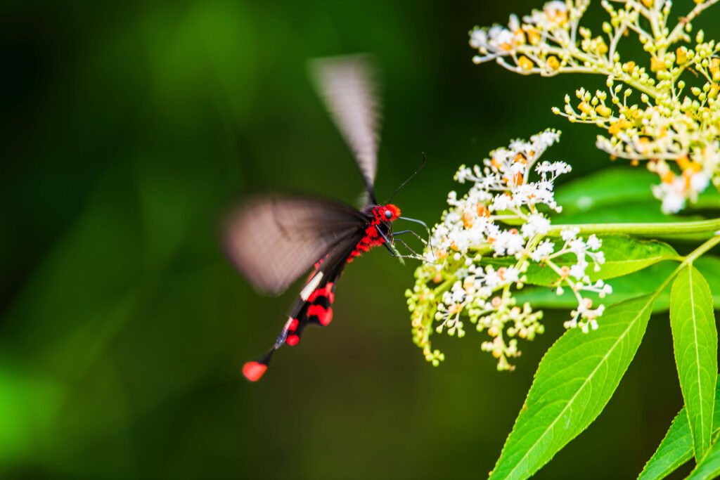 Vibrant Red Butterfly Among Yellow & White Flowers Wallpaper