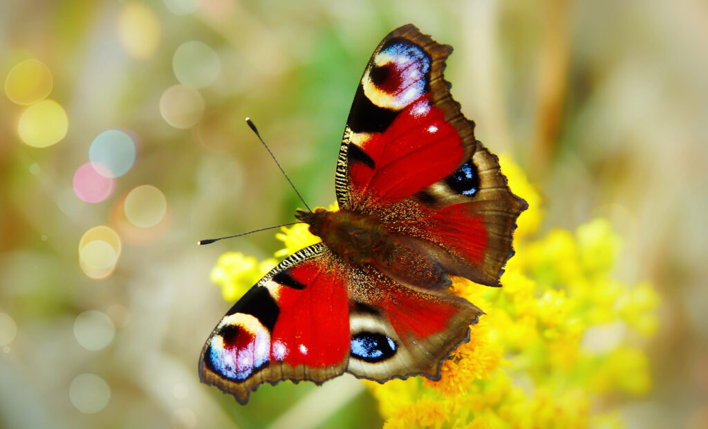 Vibrant Red Butterfly on Yellow Flower - Stunning HD Wallpaper