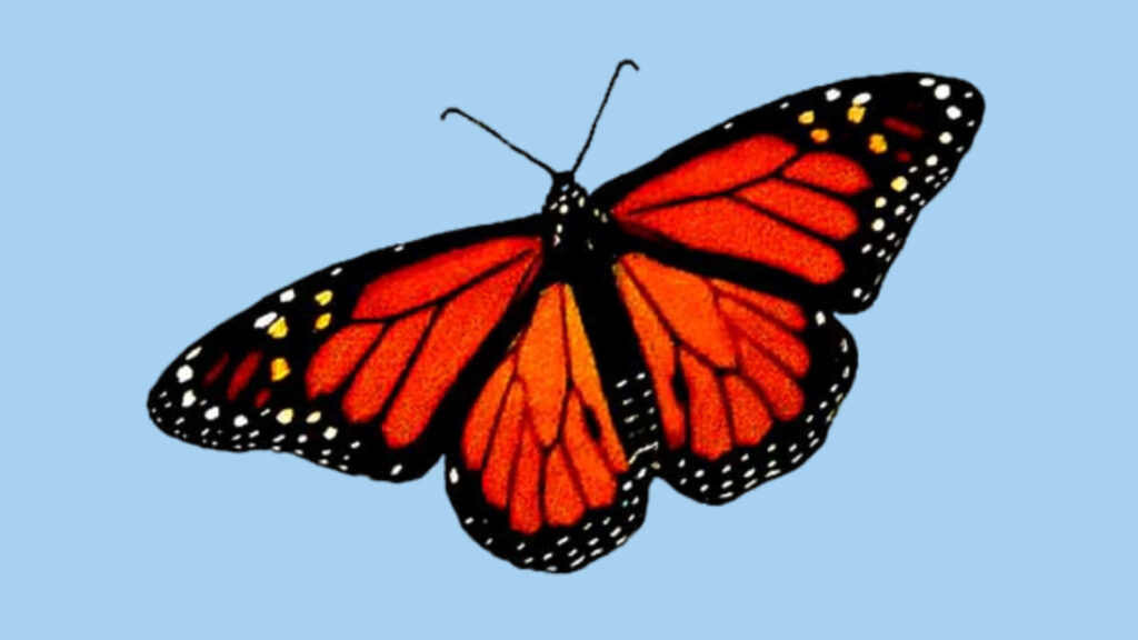 Vibrant Red Butterfly Wallpaper with Intricate Patterns on Blue