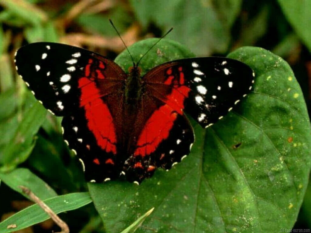 Vibrant Red Butterfly on Green Leaf - Stunning Wallpaper Background