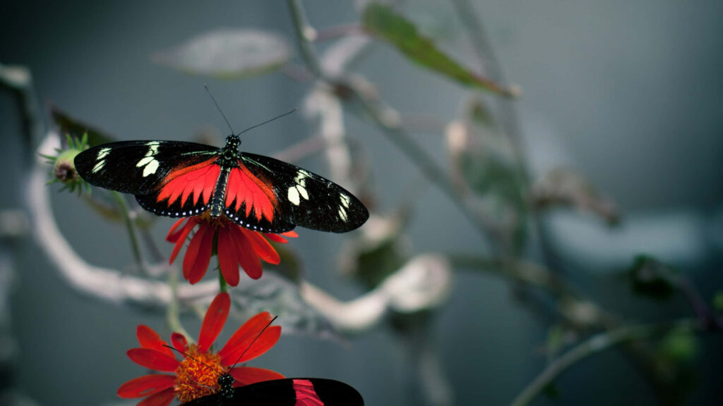 Vibrant Red Butterfly on Flower: Stunning Wallpaper Background