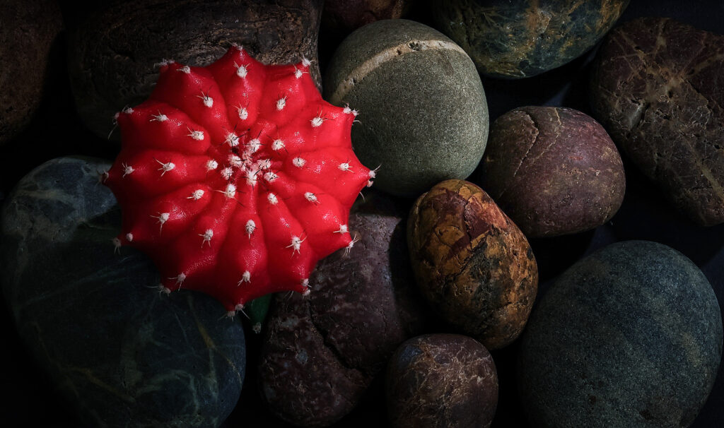 Vibrant Red Cactus on Smooth Stone Wallpaper - Striking Macro View