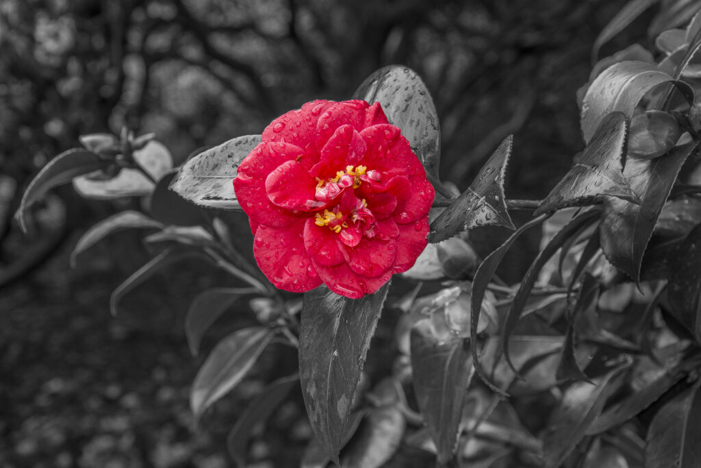 Vibrant Red Camellia Wallpaper with Dew on Desaturated Background