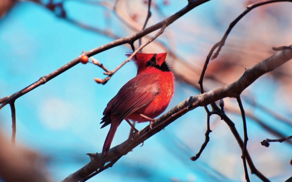 Vibrant Red Cardinal on Branch Against Blue Sky: Nature's Beauty Wallpaper