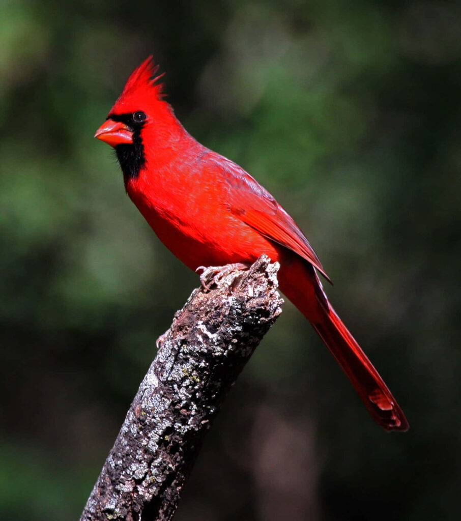 Vibrant Red Cardinal on Tree Branch: Nature's Beauty in Green Wallpaper