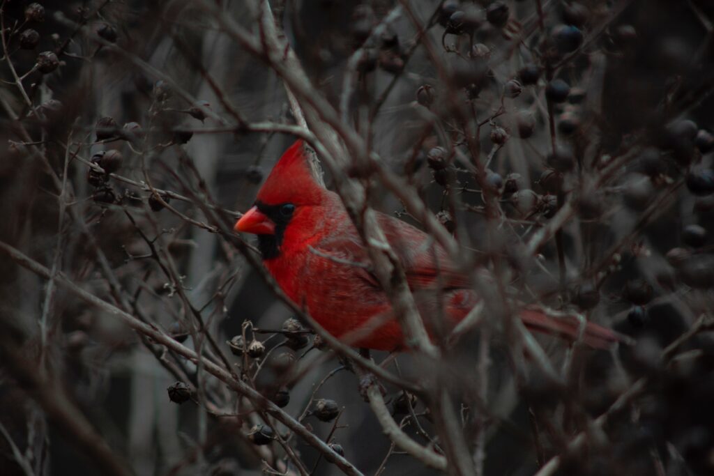 Vibrant Red Cardinal on Dark Branches - Stunning Nature Wallpaper