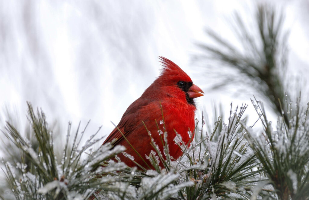 Vibrant Cardinal on Frosted Pines - Serene Winter Background Wallpaper
