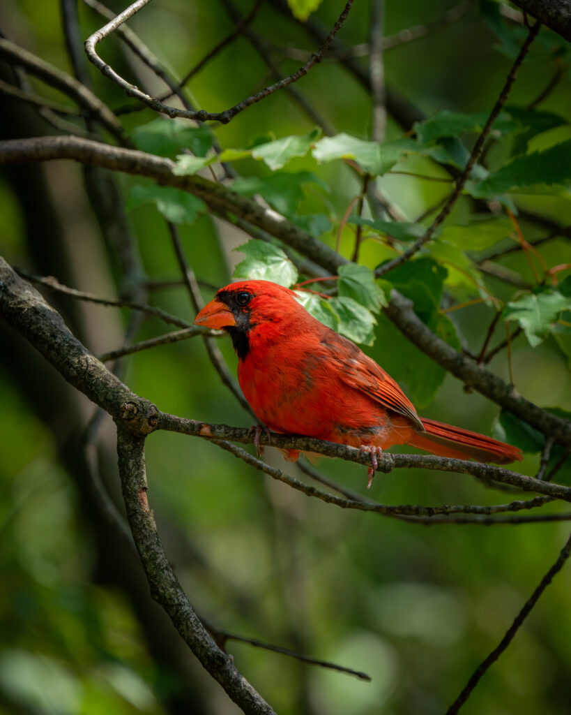 Vibrant Red Cardinal on Branch with Lush Green Leaves - Nature Wallpaper