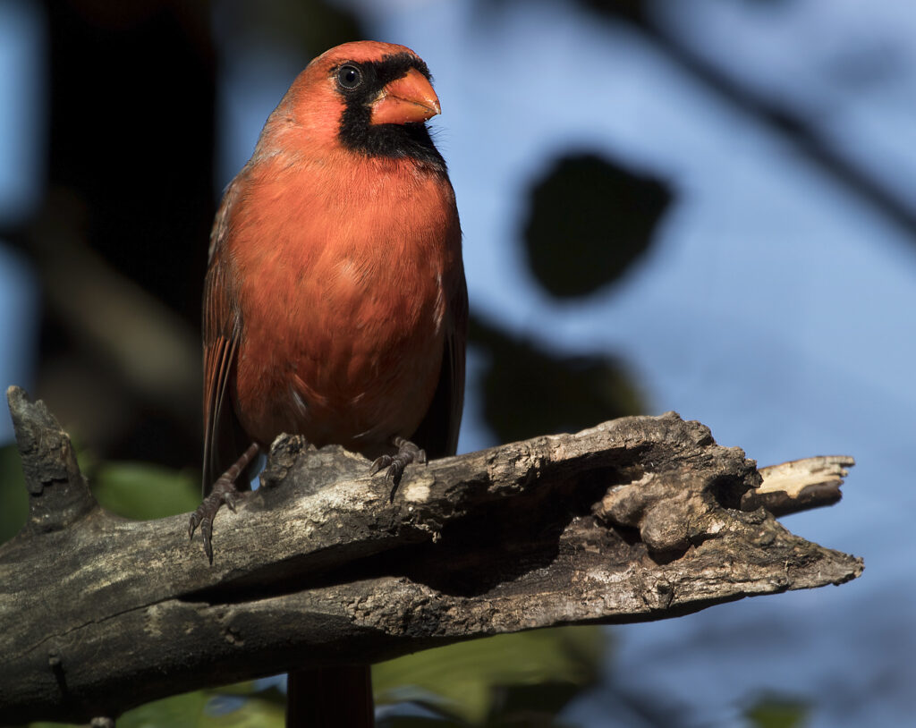 Vibrant Red Cardinal on Log: Captivating Nature Wallpaper