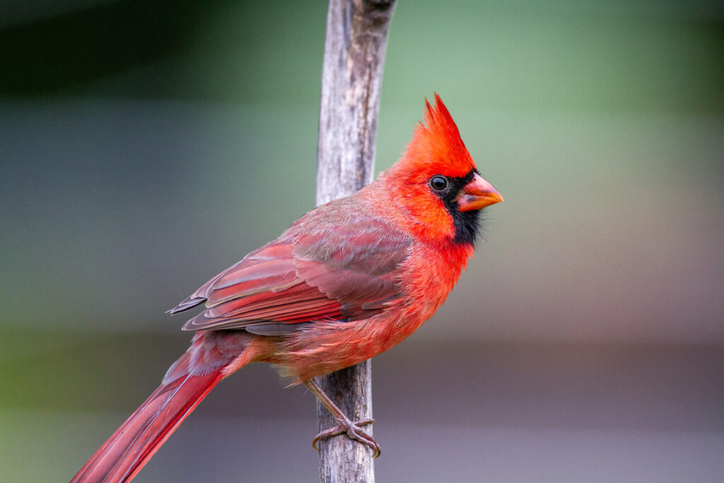 Vibrant Red Cardinal on Branch: Elegant Nature Wallpaper