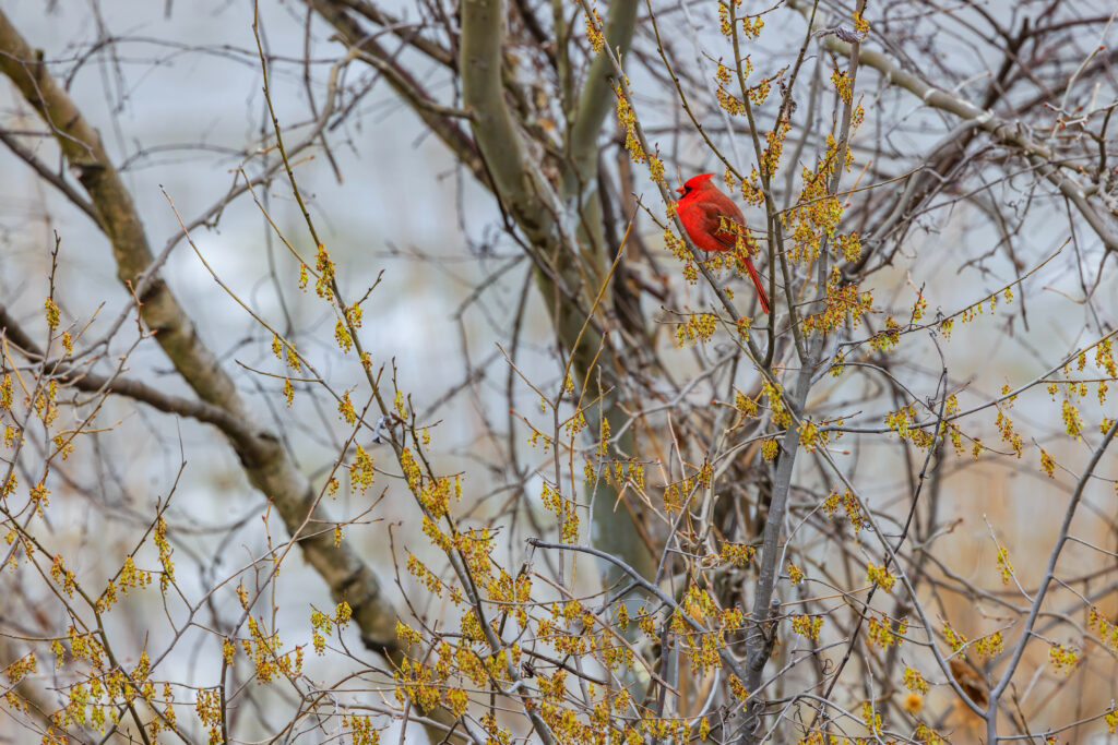 Vibrant Red Cardinal on Branches: Captivating Serene Wallpaper