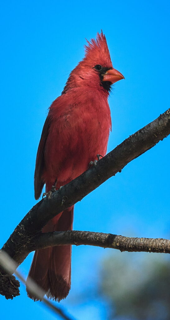 Vibrant Red Cardinal on Branch Against Clear Blue Sky Background Wallpaper