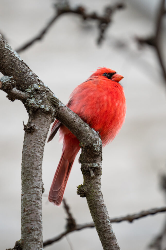Vibrant Red Cardinal on Branches - Serene Wildlife Wallpaper