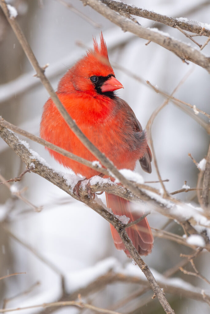Vibrant Red Cardinal on Winter Branch - Serene Nature Wallpaper