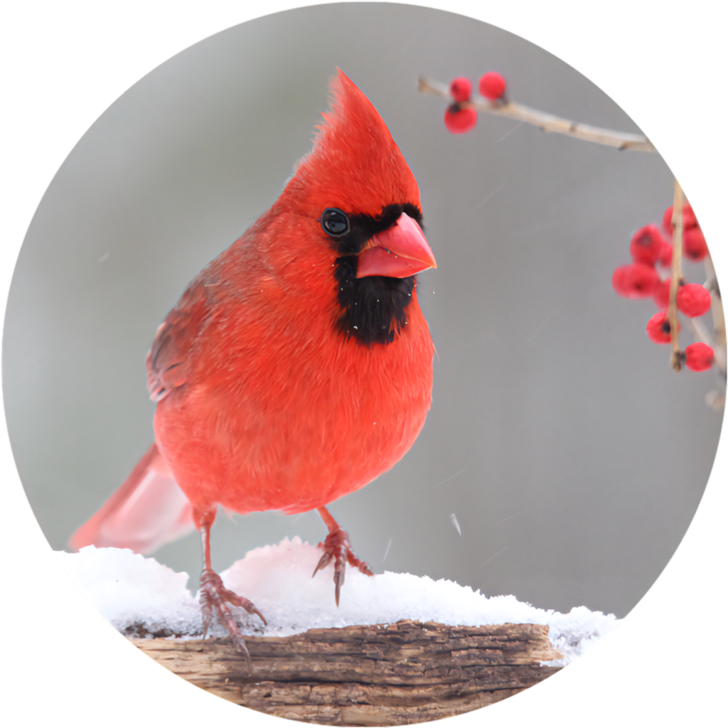 Vibrant Red Cardinal on Snowy Branch - Winter Wallpaper