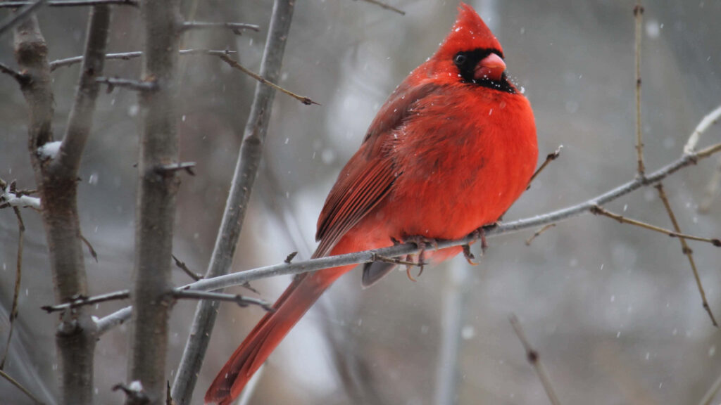 Vibrant Red Cardinal on Snow-Dusted Branch: Serene Winter Background Wallpaper