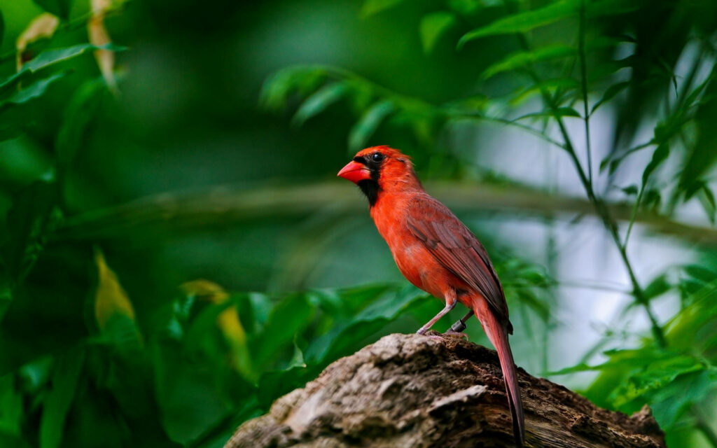 Vibrant Red Cardinal on Tree Branch - Striking Nature Wallpaper