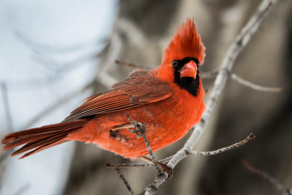 Vibrant Red Cardinal on Bare Branch: Serene Winter Background Wallpaper