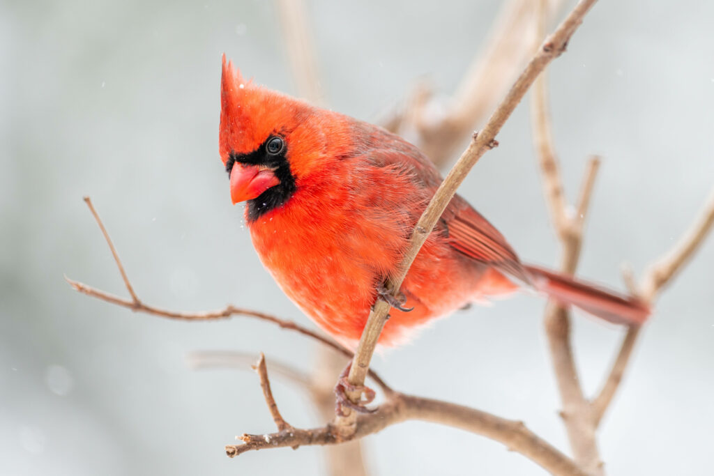Vibrant Red Cardinal on Branch with Soft Blurred Background Wallpaper