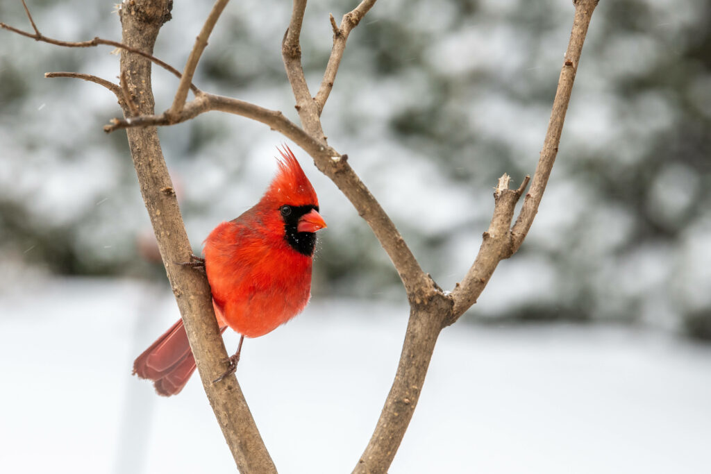 Vibrant Red Cardinal on Bare Branches - Winter Background Wallpaper