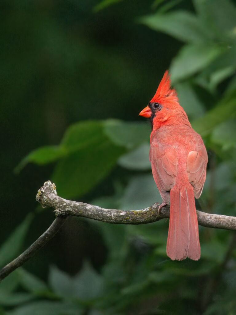 Vibrant Red Cardinal on Branch with Lush Green Background Wallpaper