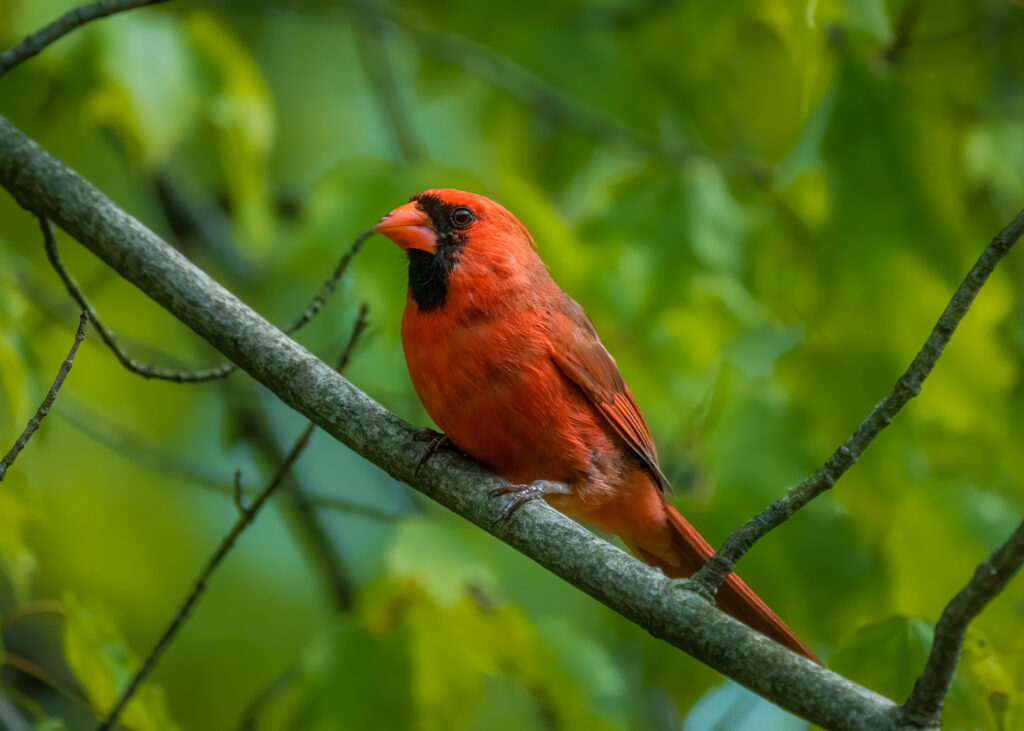 Vibrant Red Cardinal on Branch in Lush Green Background Wallpaper