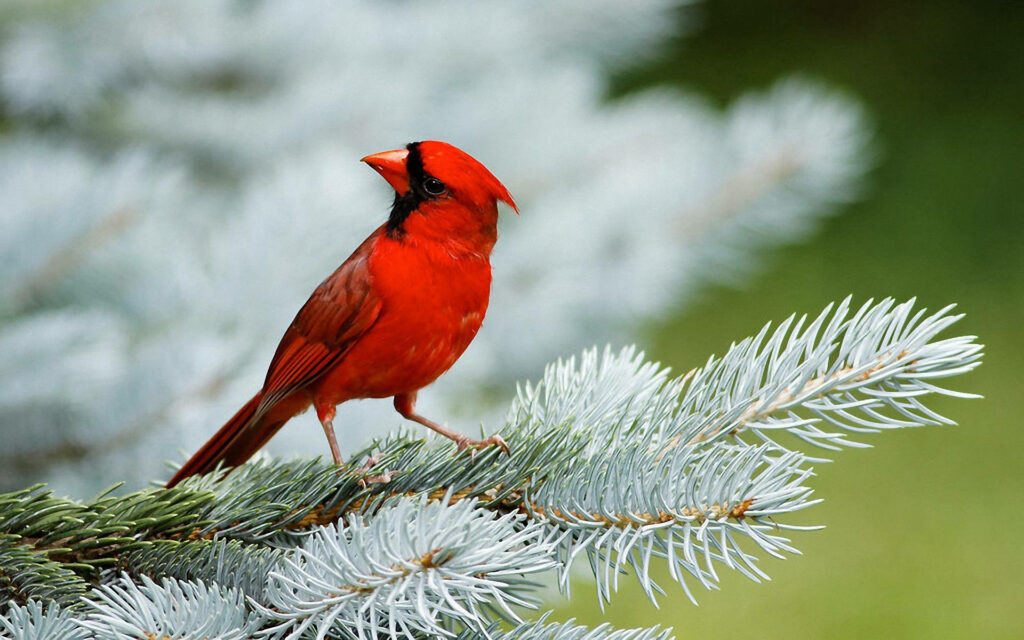 Vibrant Red Cardinal on Branch with Serene Nature Background Wallpaper