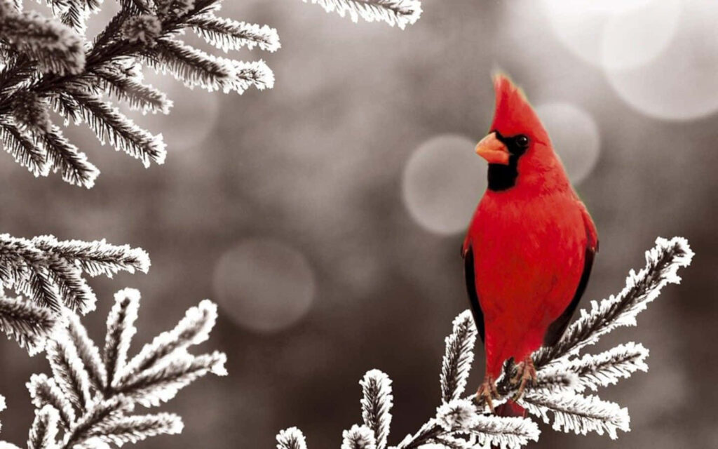 Vibrant Red Cardinal on Frosty Branch - Elegant Winter Background Wallpaper