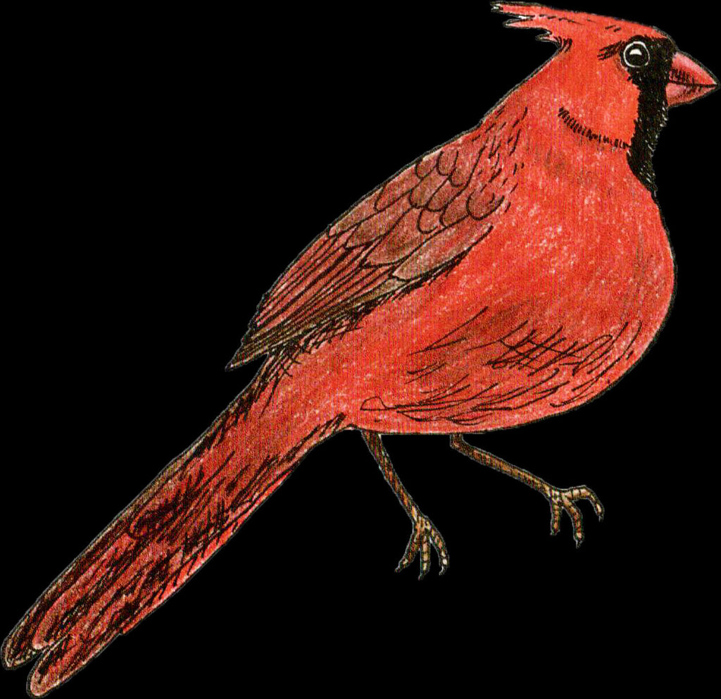 Vibrant Red Cardinal Bird Wallpaper with Transparent Background