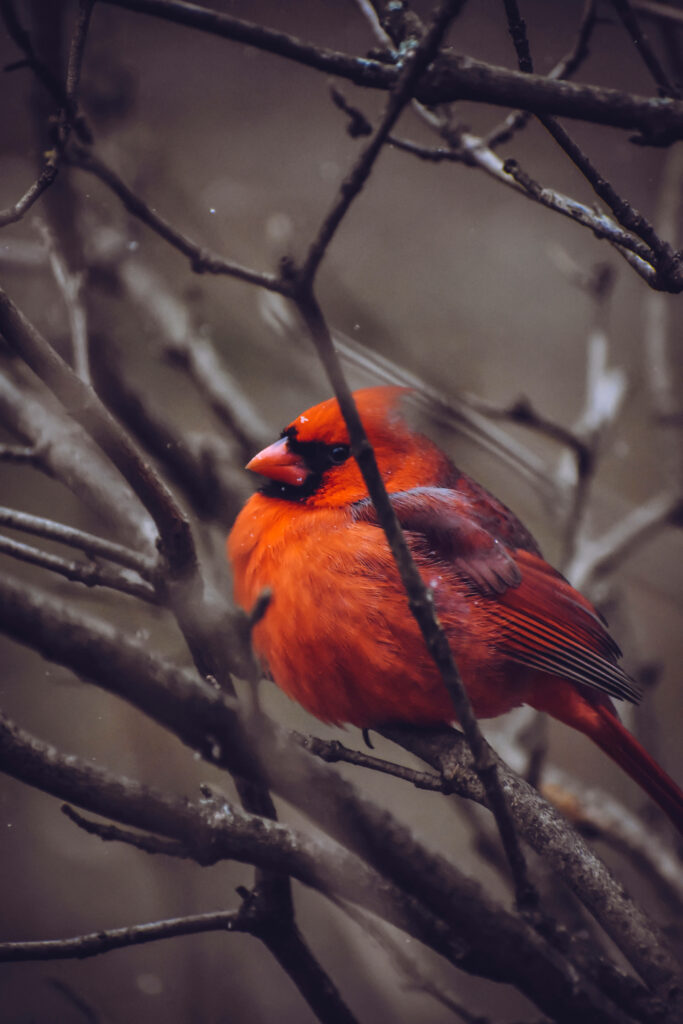 Vibrant Red Cardinal on Bare Branches - Winter Wildlife Wallpaper