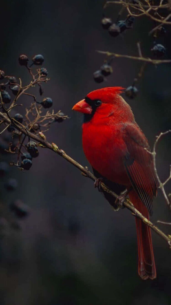 Striking Red Cardinal iPhone Wallpaper with Dark Berries Background