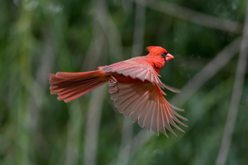 Vibrant Red Cardinal in Flight Against Blurred Green Background Wallpaper