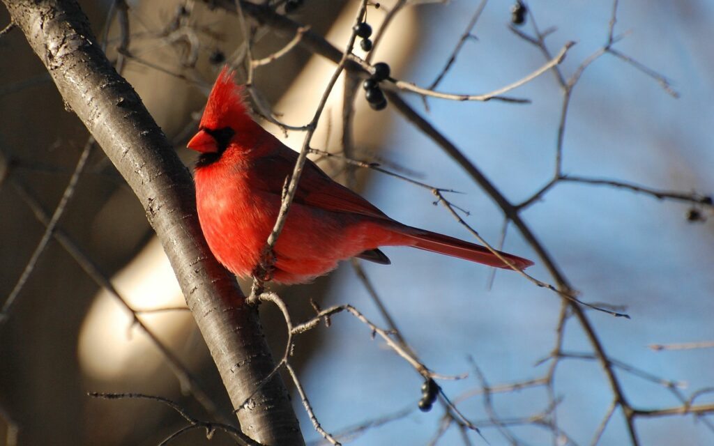 Vibrant Red Cardinal on Bare Branch Against Clear Blue Sky Wallpaper