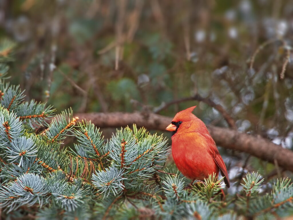 Striking Red Cardinal on Branch in Lush Green Needle Background Wallpaper