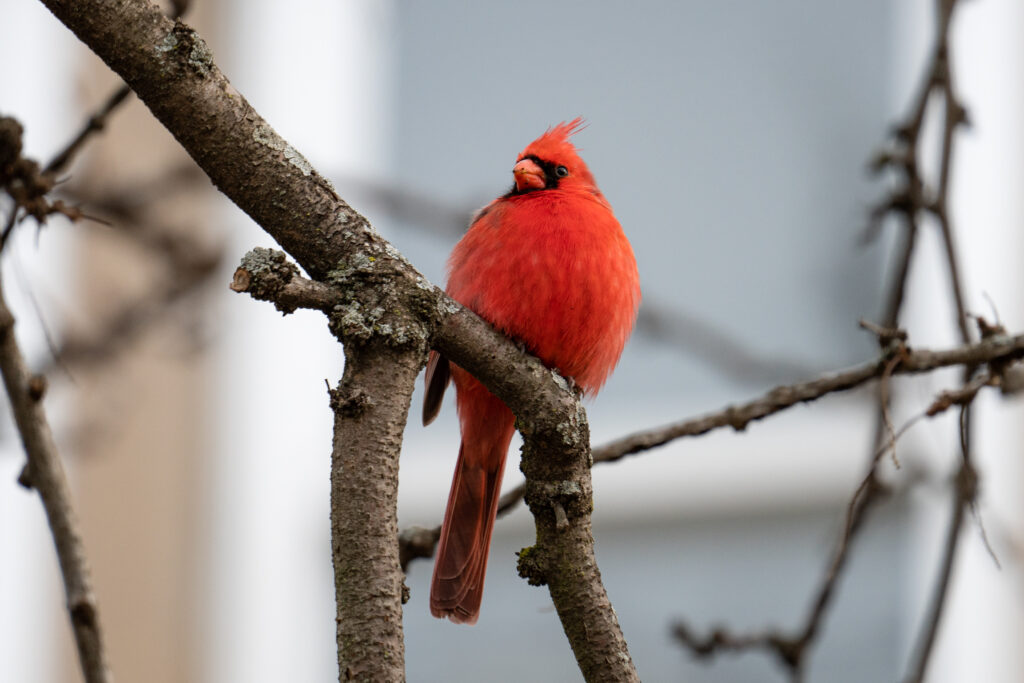 Vibrant Red Cardinal Perched in Serenity: Wildlife Observation Art Wallpaper