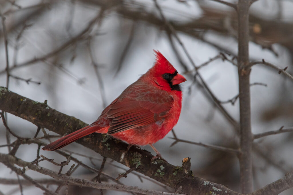 Elegant Red Cardinal Perched on Branch in Serene Winter Scene Wallpaper