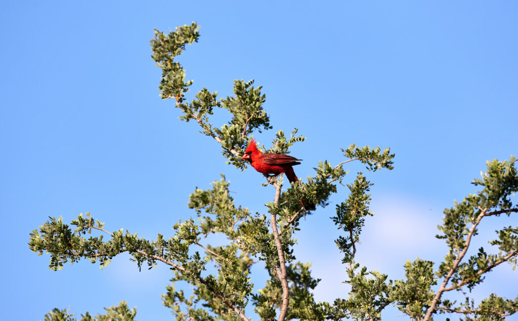 Vivid Red Cardinal on Lush Green Tree Against Clear Blue Sky Wallpaper