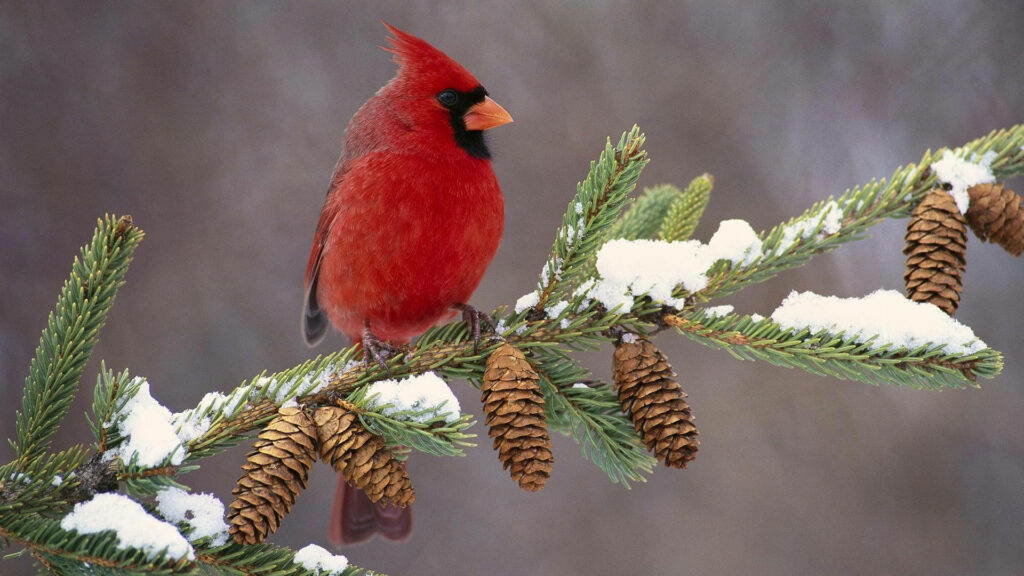 Vibrant Red Cardinal on Snowy Pine Branch: A Winter Scene Wallpaper