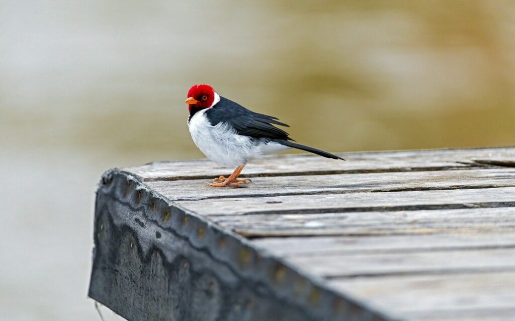Vibrant Red Cardinal on Wooden Platform - Nature Wallpaper