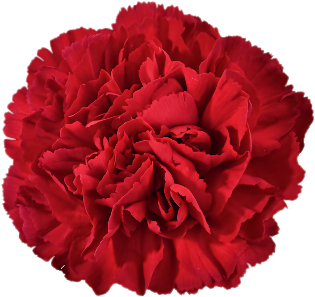 Stunning Close-Up of Vibrant Red Carnation Flower Wallpaper