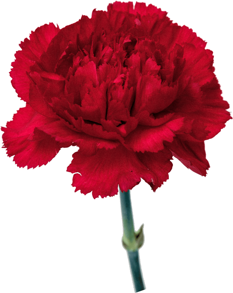 Vibrant Red Carnation Wallpaper with Intricate Petal Details