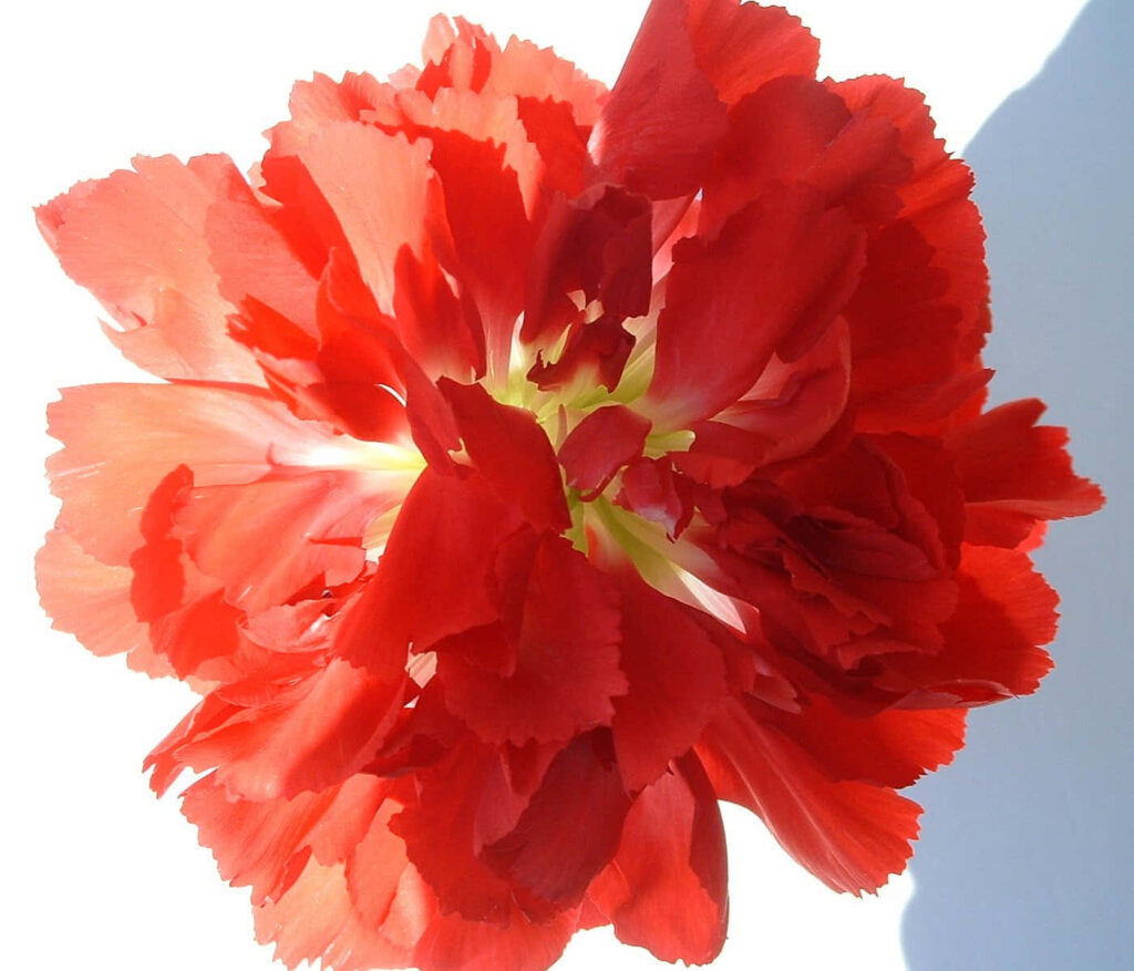 Vibrant Red Carnation Wallpaper: Elegance on a Bright White Background